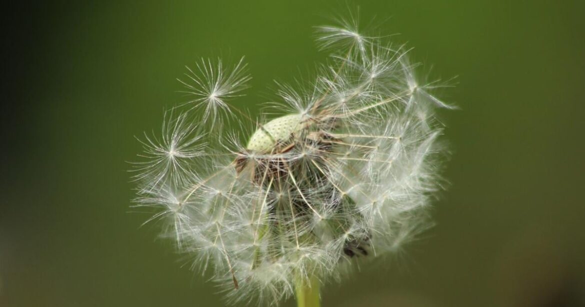 Why I love annual blue grass and other weeds | Master Gardener | Lifestyles