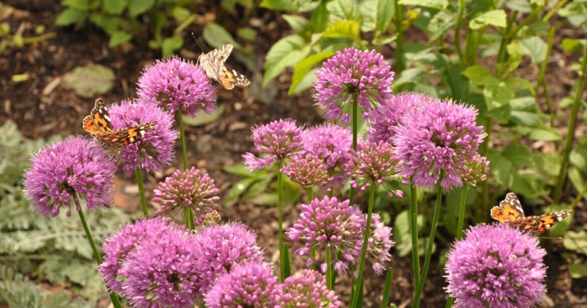 Year-round gardening: This spring, try gardening with intention | Lifestyle Year-round gardening: This spring, try gardening with intention | Lifestyle