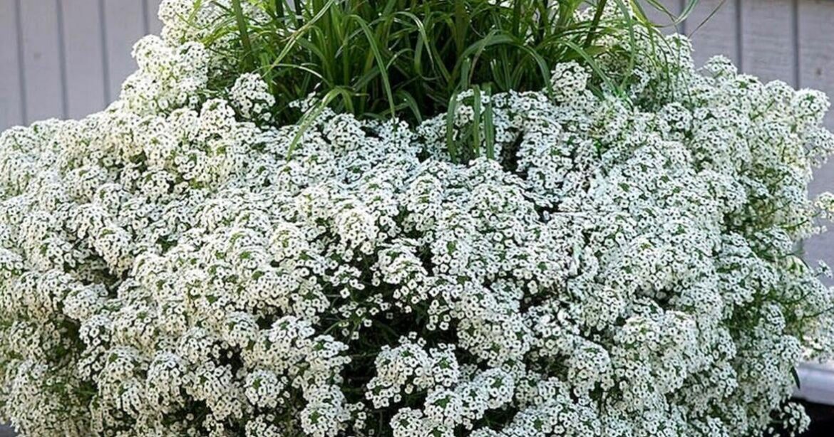 On Gardening: Gardeners need snow for the summer season | Lifestyle On Gardening: Gardeners need snow for the summer season | Lifestyle