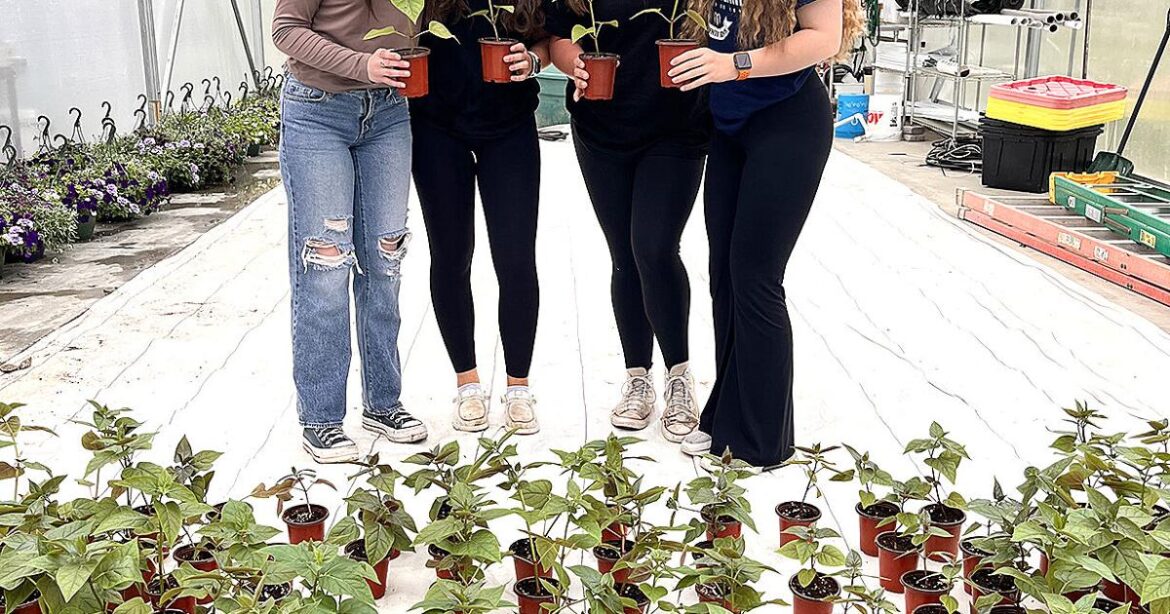 SPECIAL ORDER FILLED | Garden