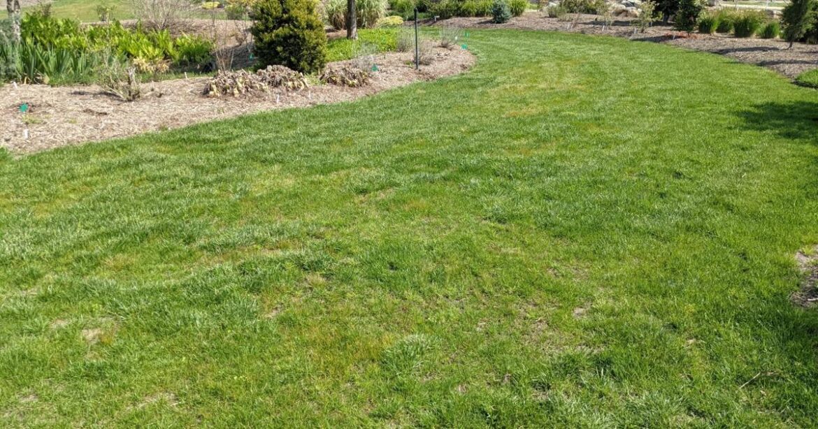GARDEN GUIDE: How’s it going? Warm-season turf check-in | Archives