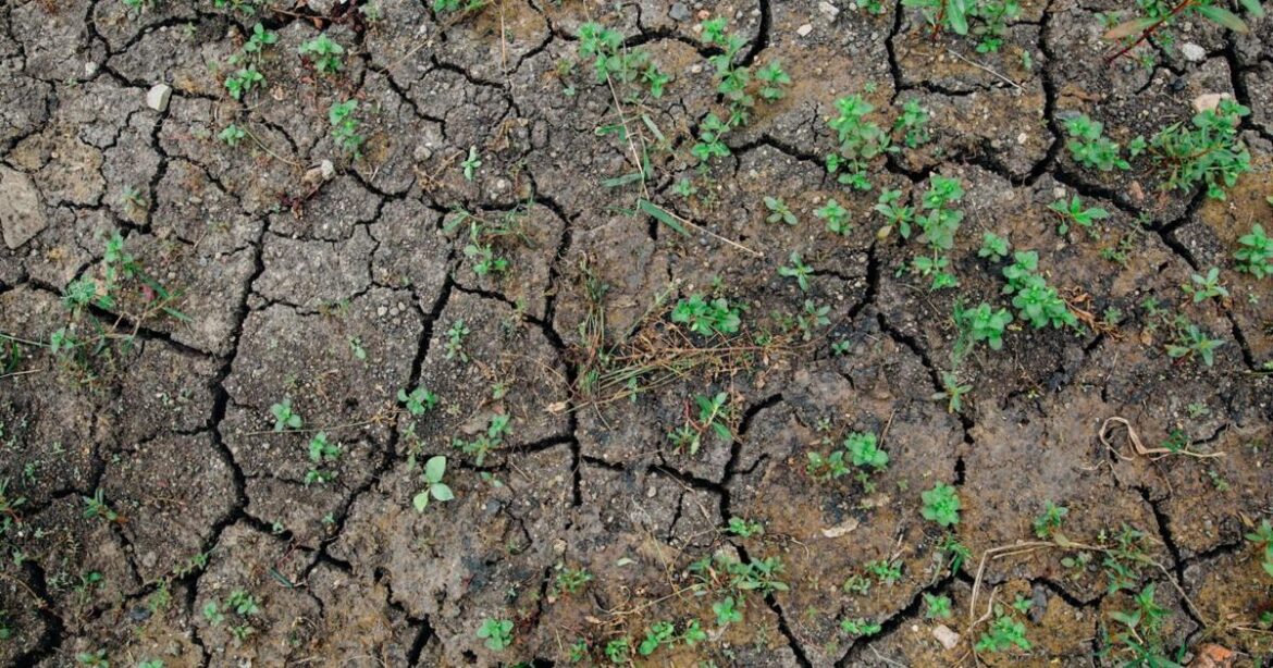 In wake of drought, how to conserve water while gardening [Master Gardener column] | Home & Garden