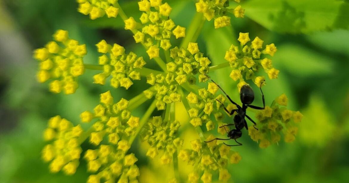 In the Garden | Ants and plants | Gardening