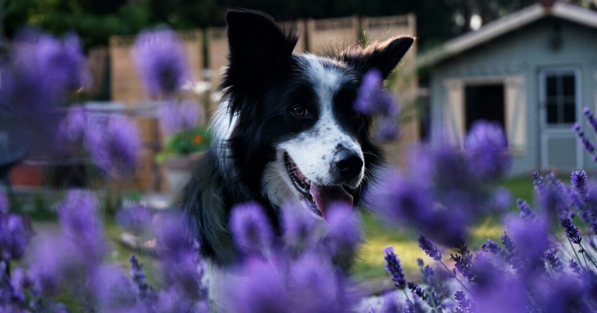 UK Gardeners Warned To Keep Dogs Away From Compost