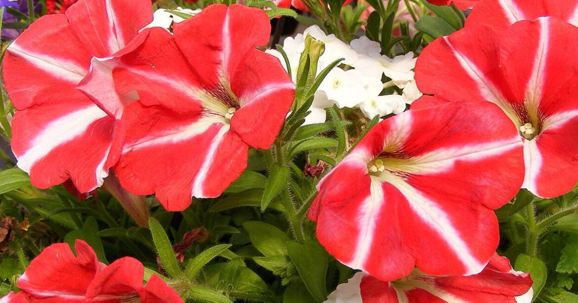 BACK TO THE ROOTS: Ins and outs of container gardening | Lifestyles