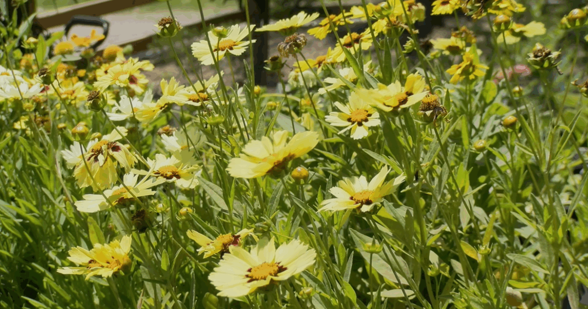 Local gardening experts share summer planting tips | News