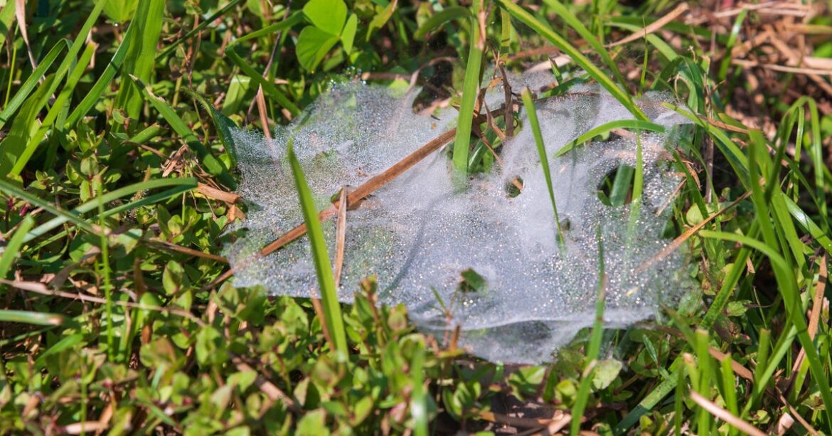 UK Gardeners Urged Not To Touch These Cobwebs UK Gardeners Urged Not To Touch These Cobwebs