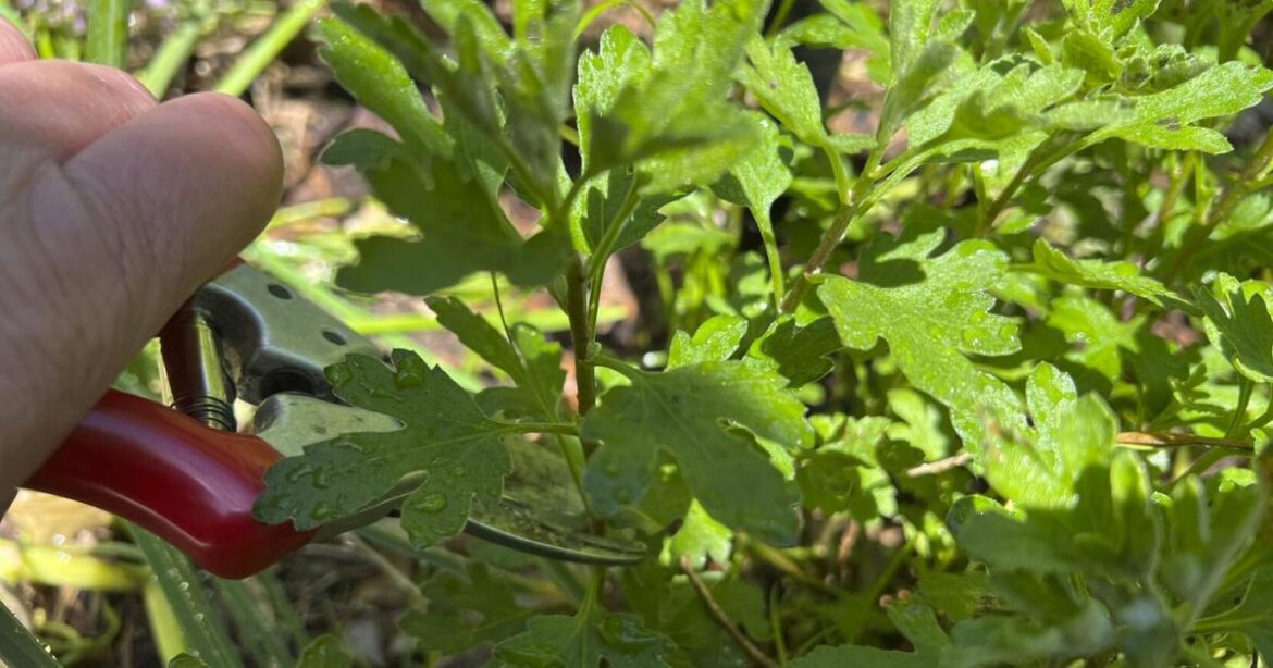 Chelsea Chop is the catchy new name for a classic gardening technique | Region