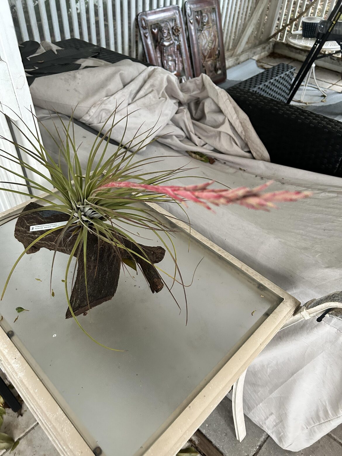 Tillandsia nizandensis
