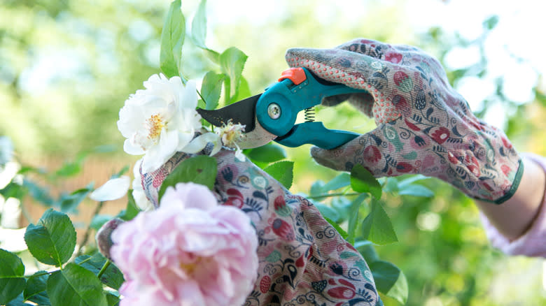 Close up of gloved hands pruning flowers