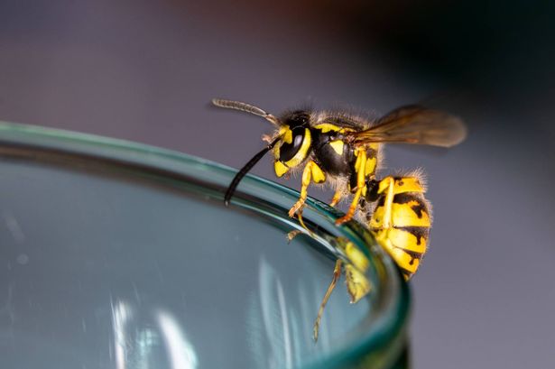 Wasp on glass 