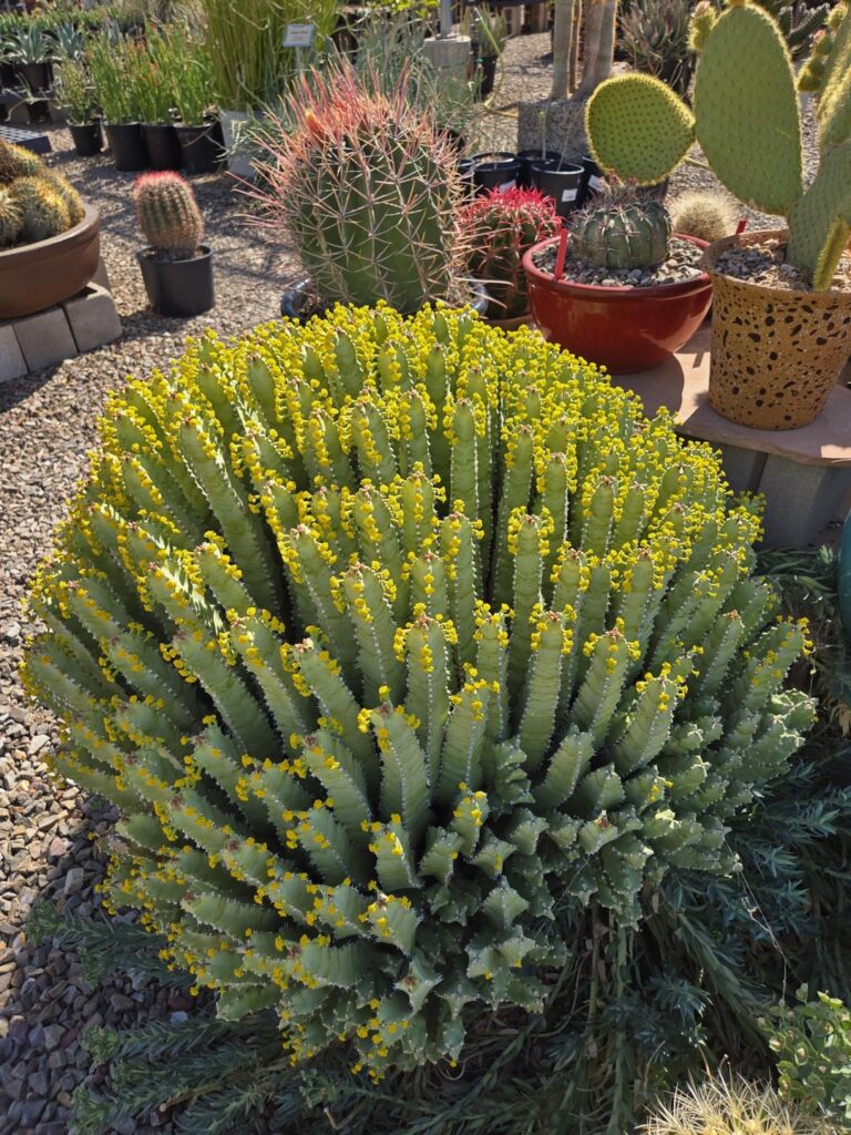 Beautiful morrocan mound spilling over its planter