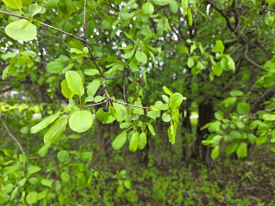 The leaves of a buckthorn tree are seen at the Kilborn Allotment Gardens in Ottawa on May 23, 2025.