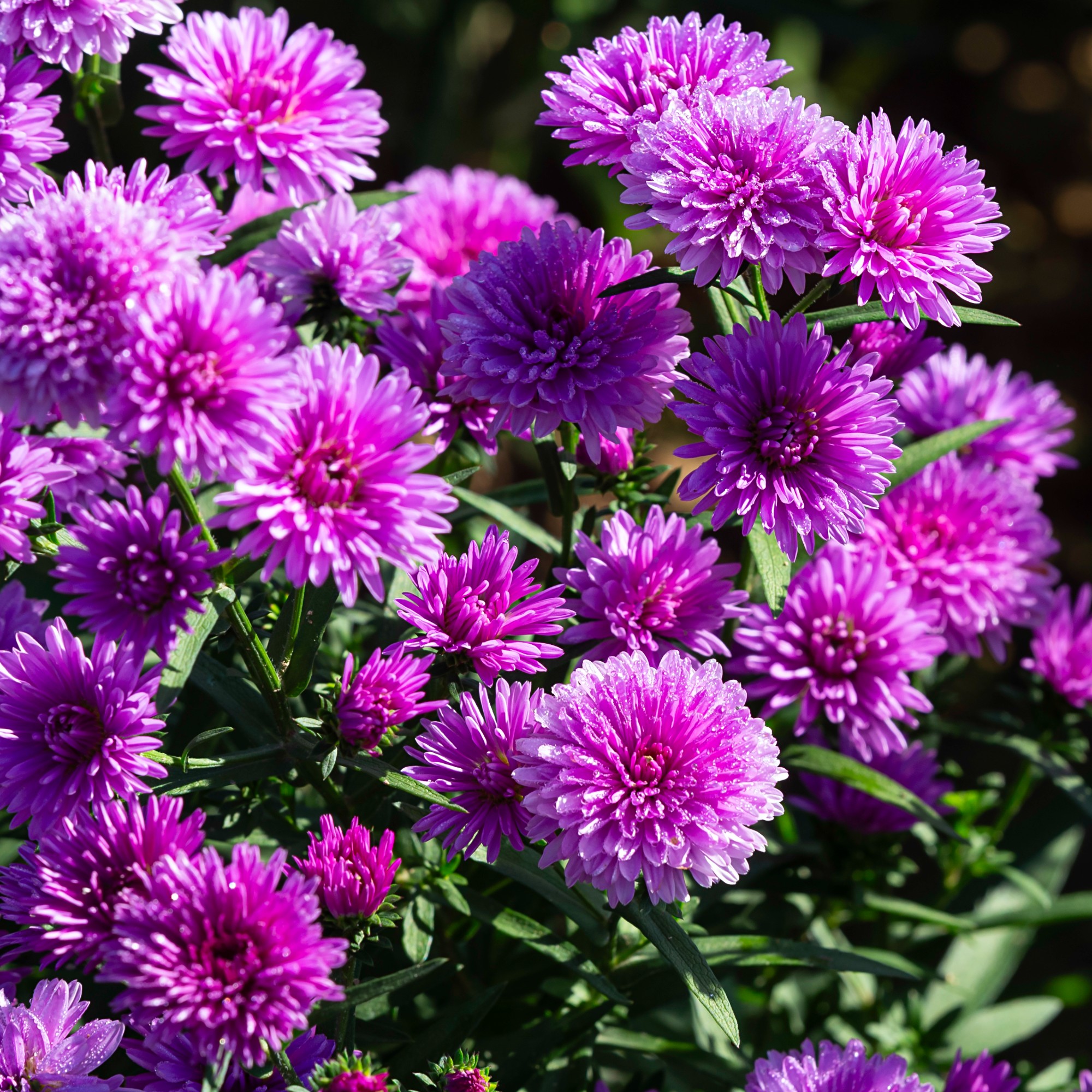 Pink chrysanthemum flowers