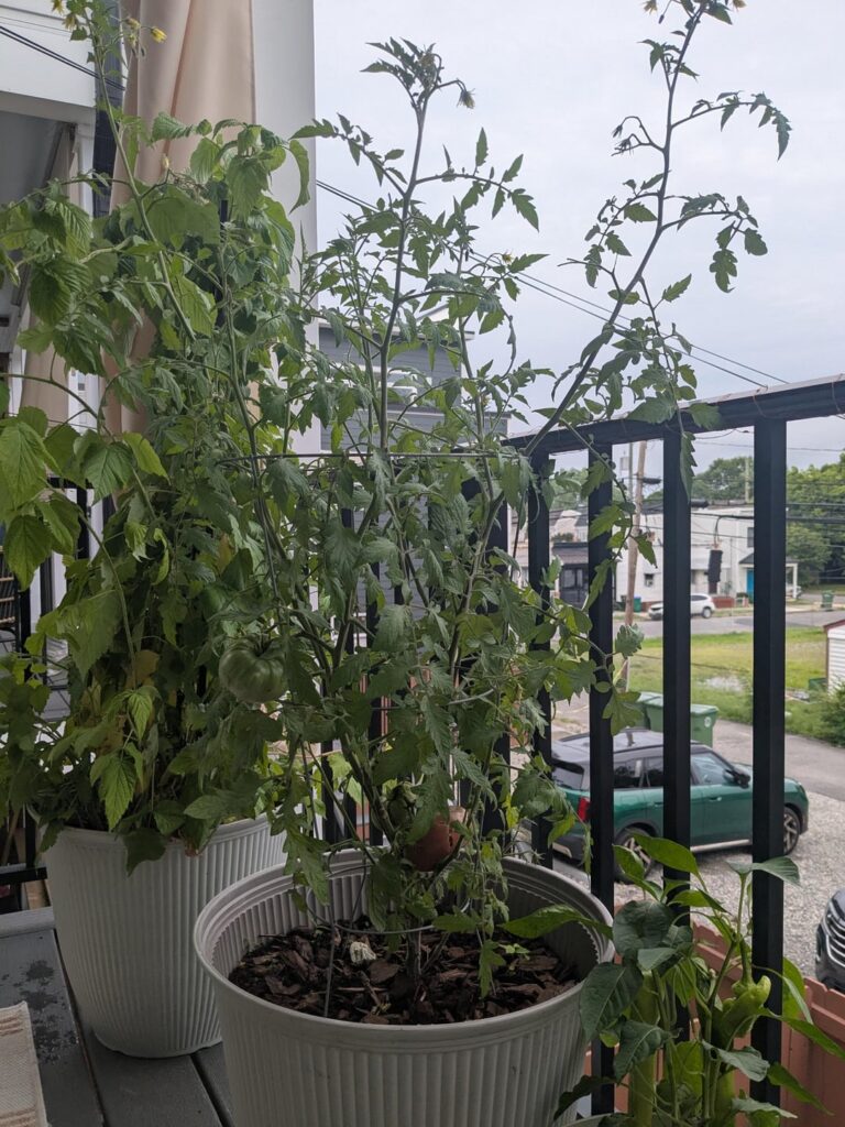 I am a newbie and an idiot. How best to set up container tomatoes and raspberries for success?