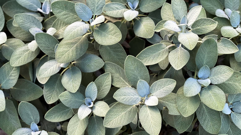Salvia officinalis growing in a garden