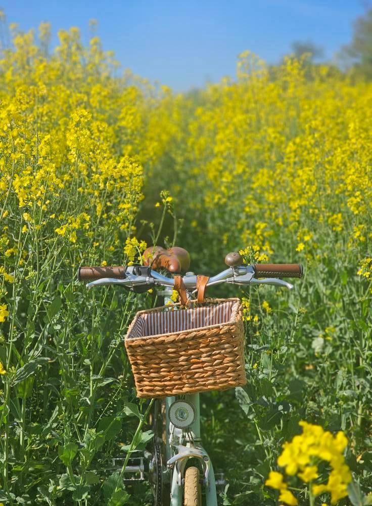 A sea of yellow by Davin Bread