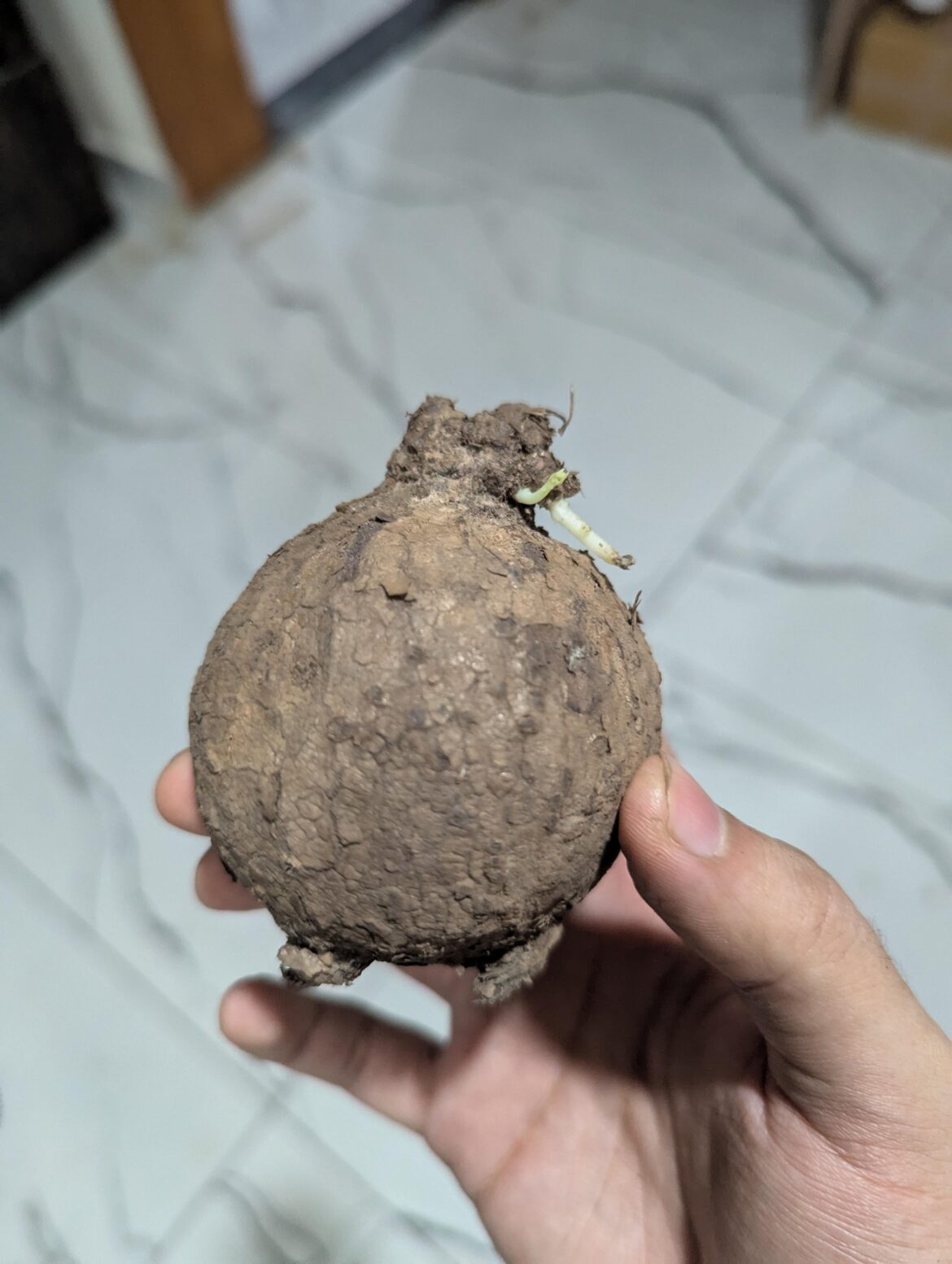 Stephania erecta which side is up?