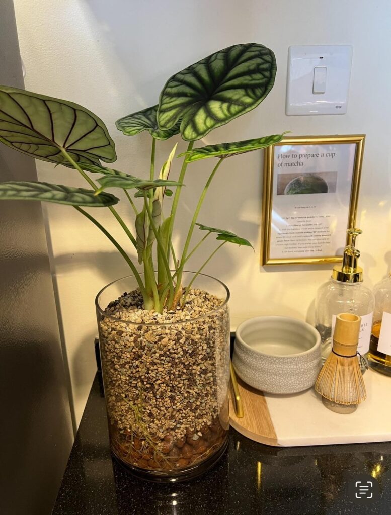 My dragon scale is gift that keeps on giving My dragon scale is gift that keeps on giving