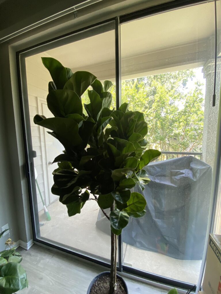 New plant – is this ok? New plant - is this ok?
