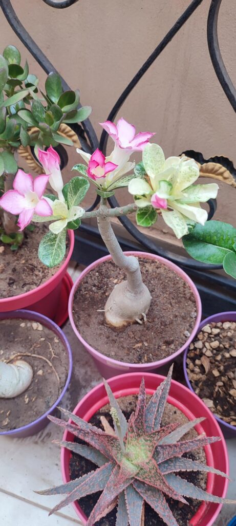 Adenium
