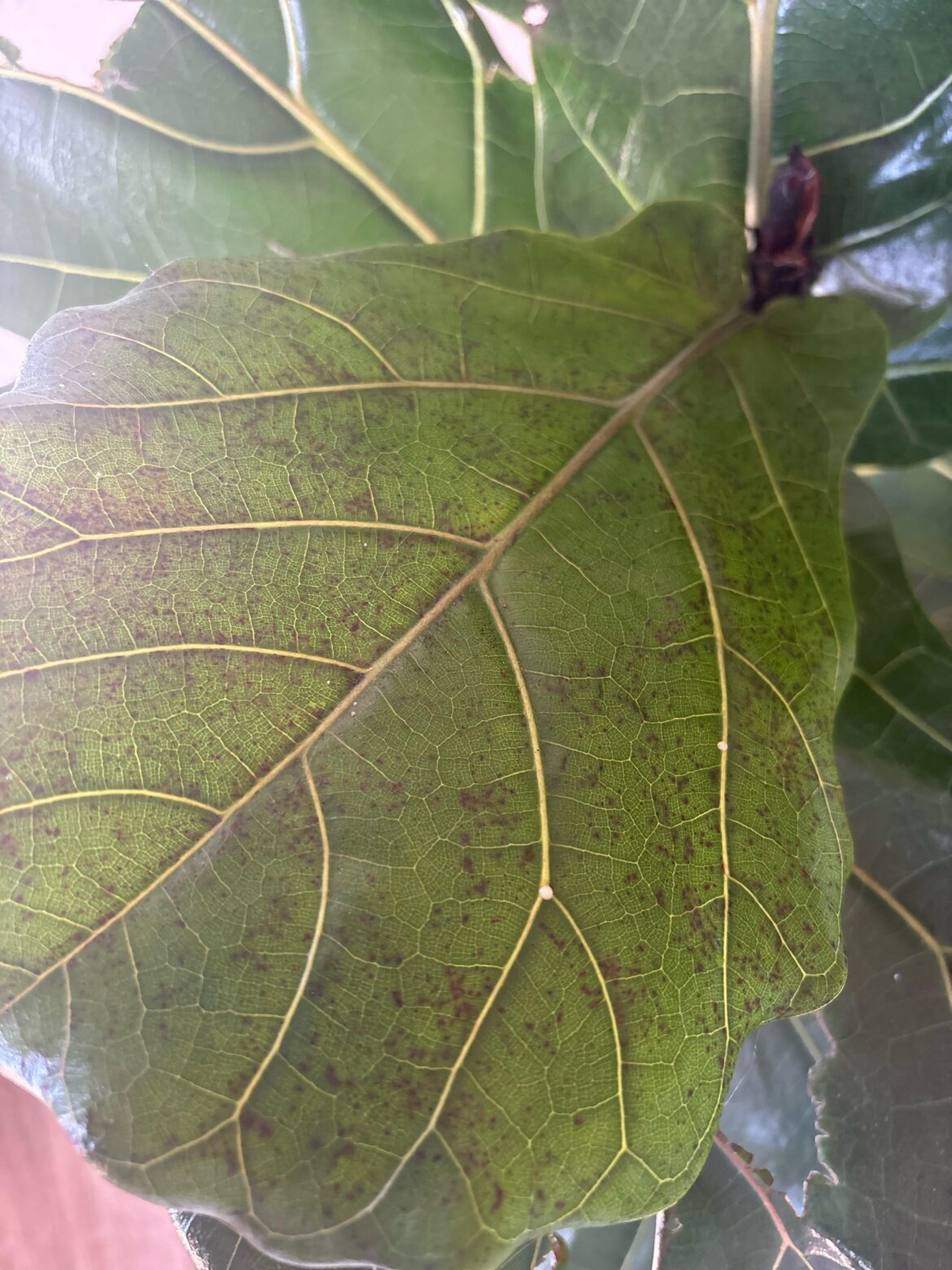 White sap?
