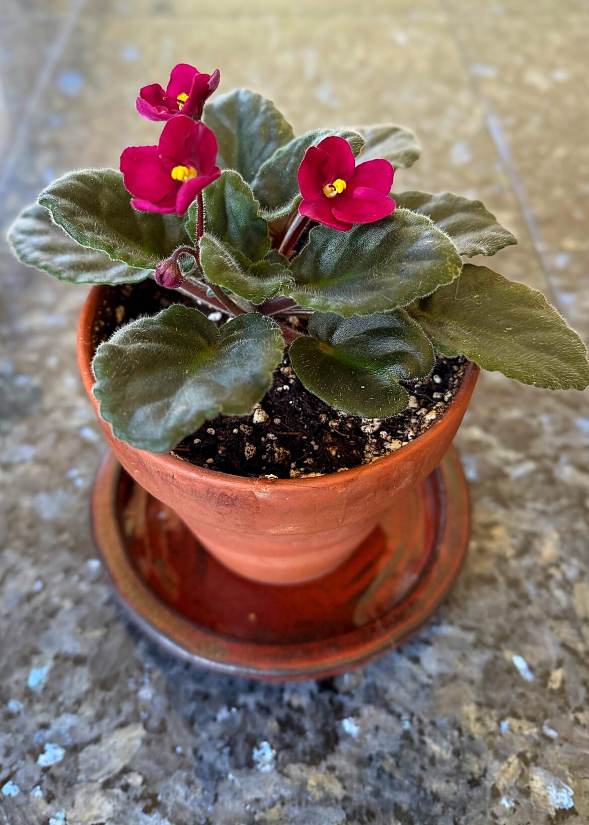 We have blooms! The last ones were 8/2023 🩷