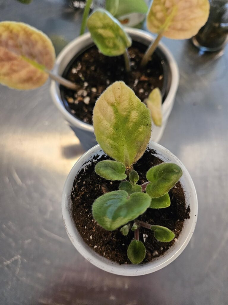 My first time propagating and separating the new baby from the big pot!