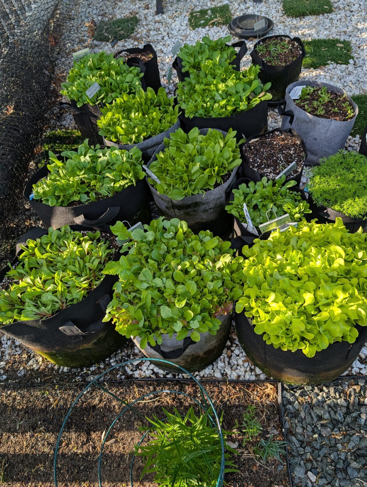 Lettuce Coming In Strong