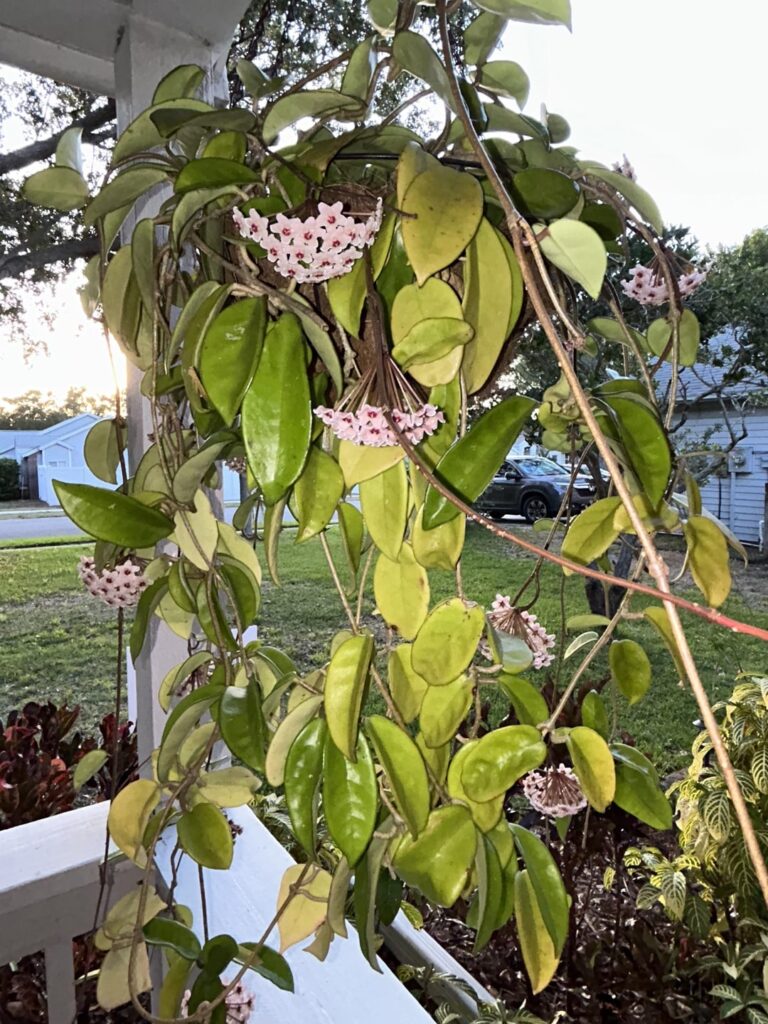 My OG Hoya is blooming like crazy!
