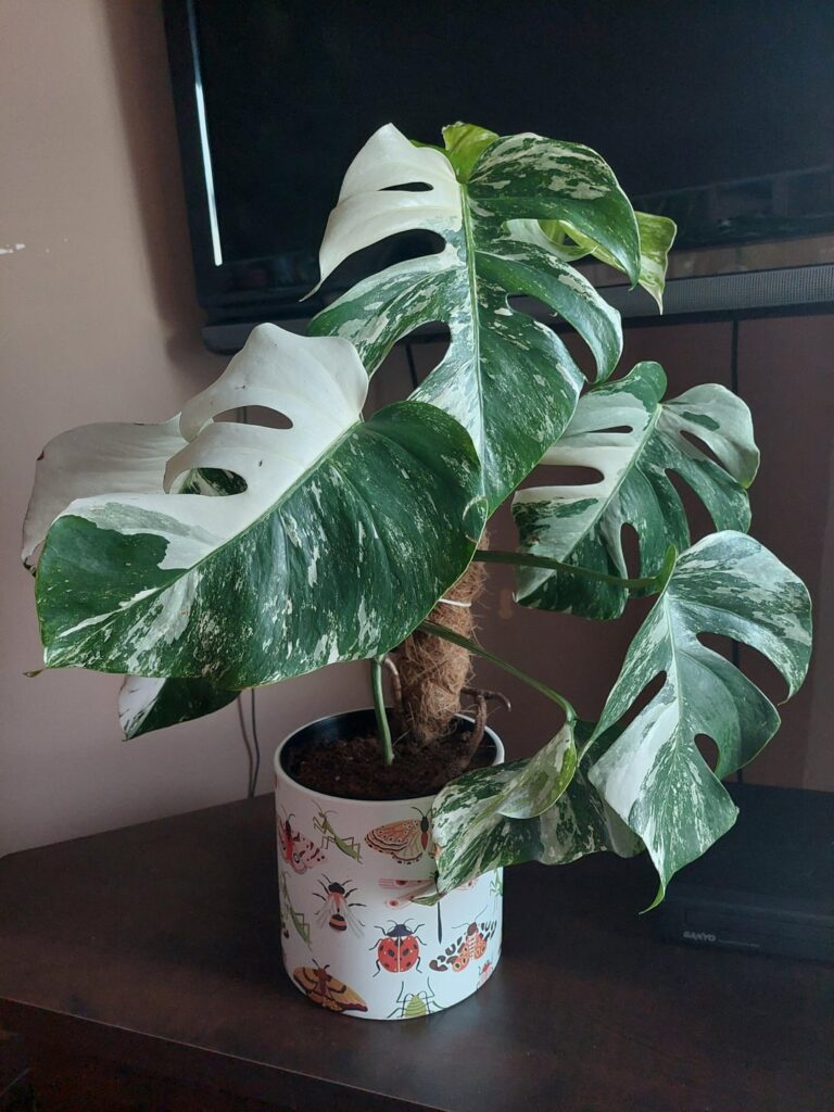 3 month update! It's grown quite a lot 💚🤍