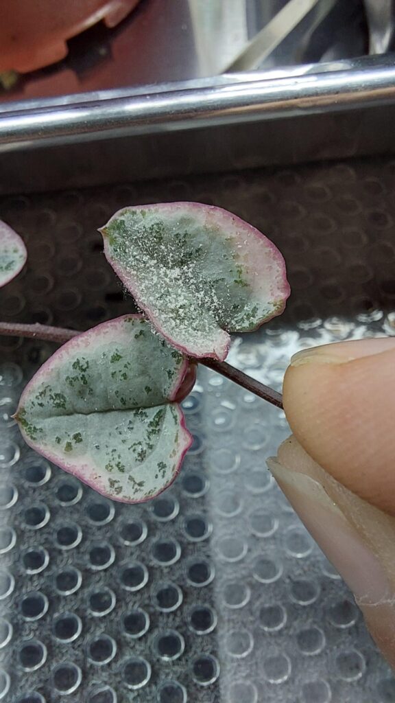 Is this powdery mildew on my SOH? Is this powdery mildew on my SOH?