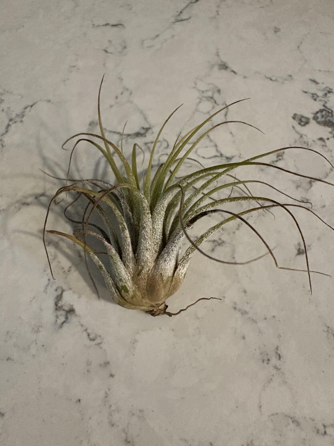 Not sure what to do with my air plant 🙁