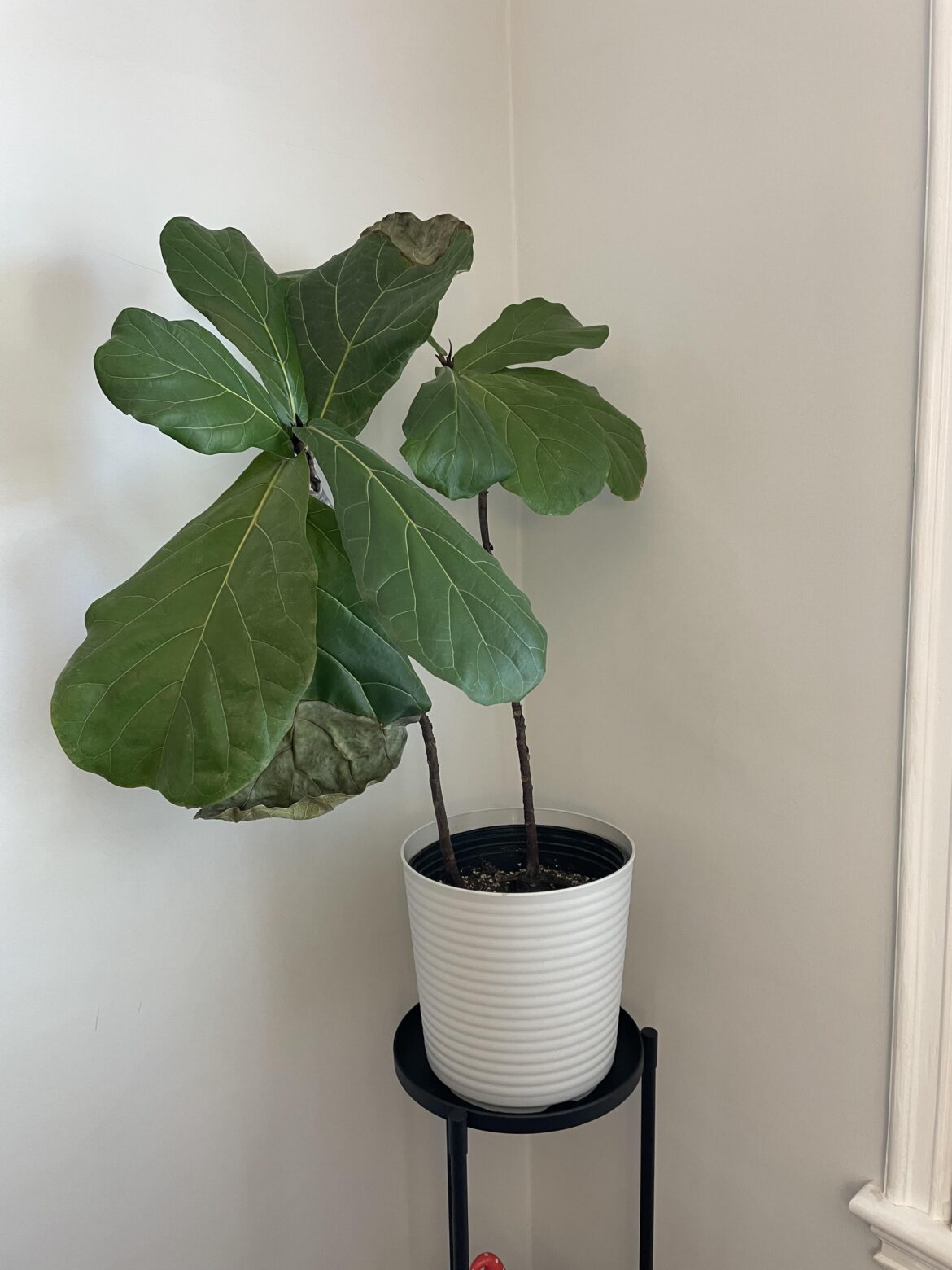 Advice?