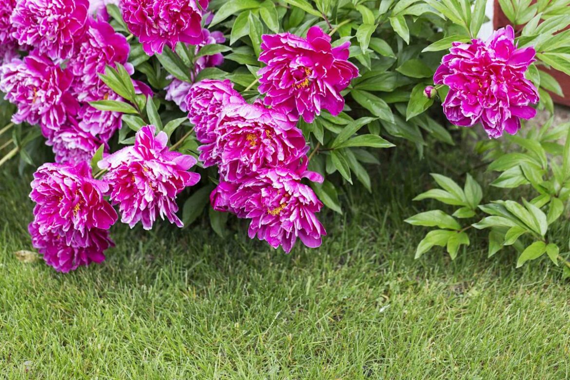 Yahoo lifestyle home