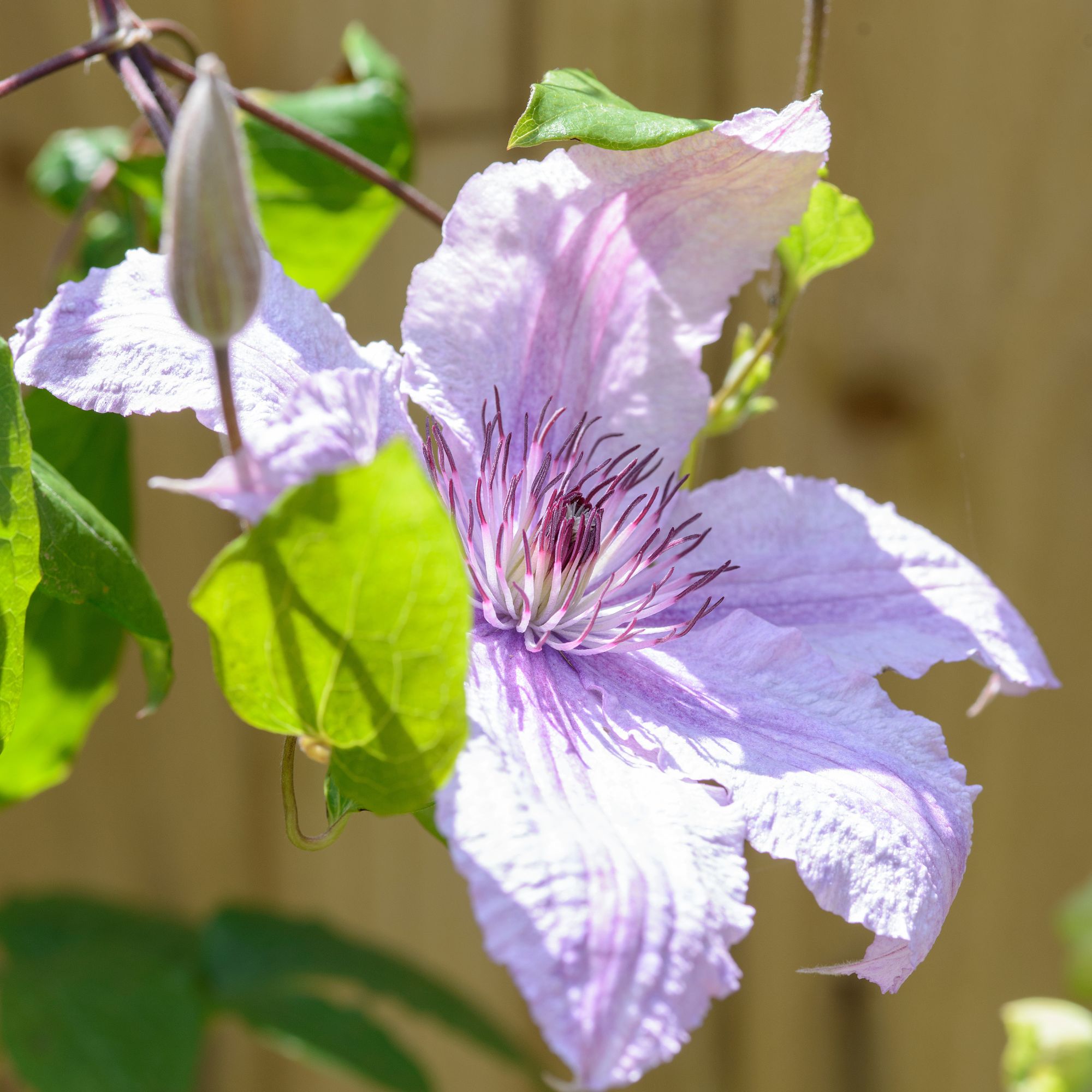 Closeup of pink clematis flower in garden