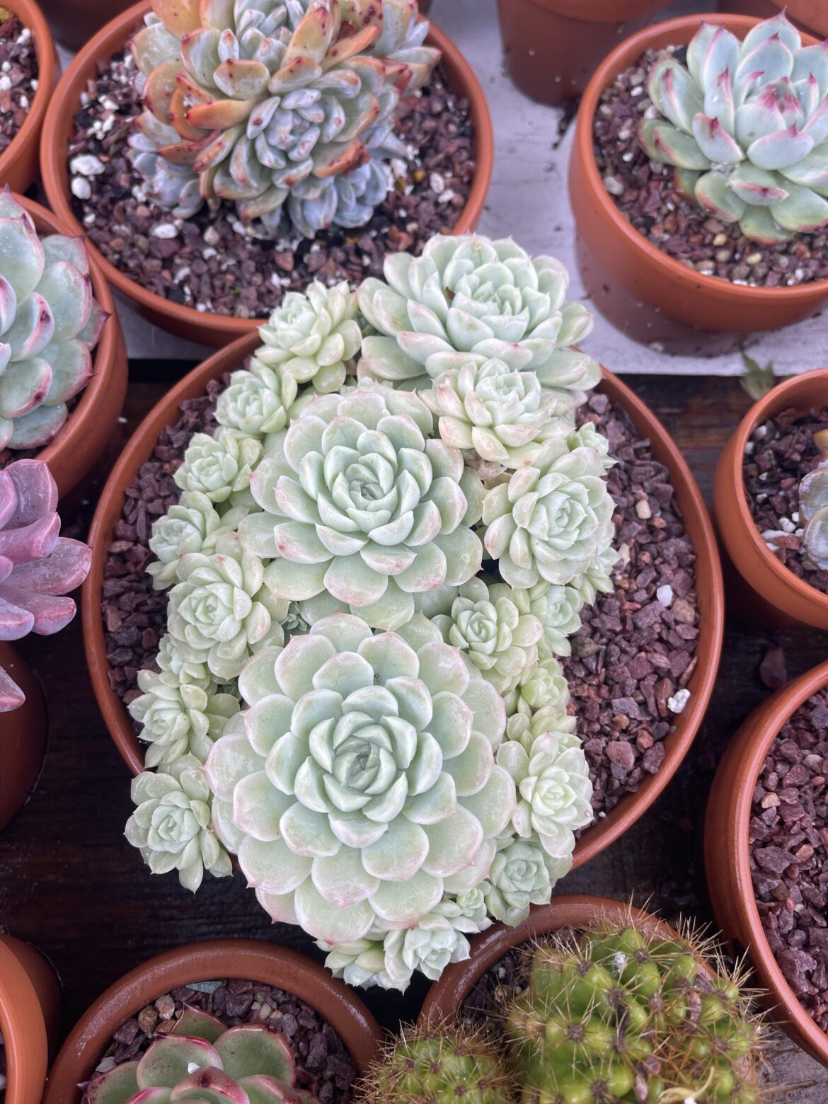 Bigger pot = more growth