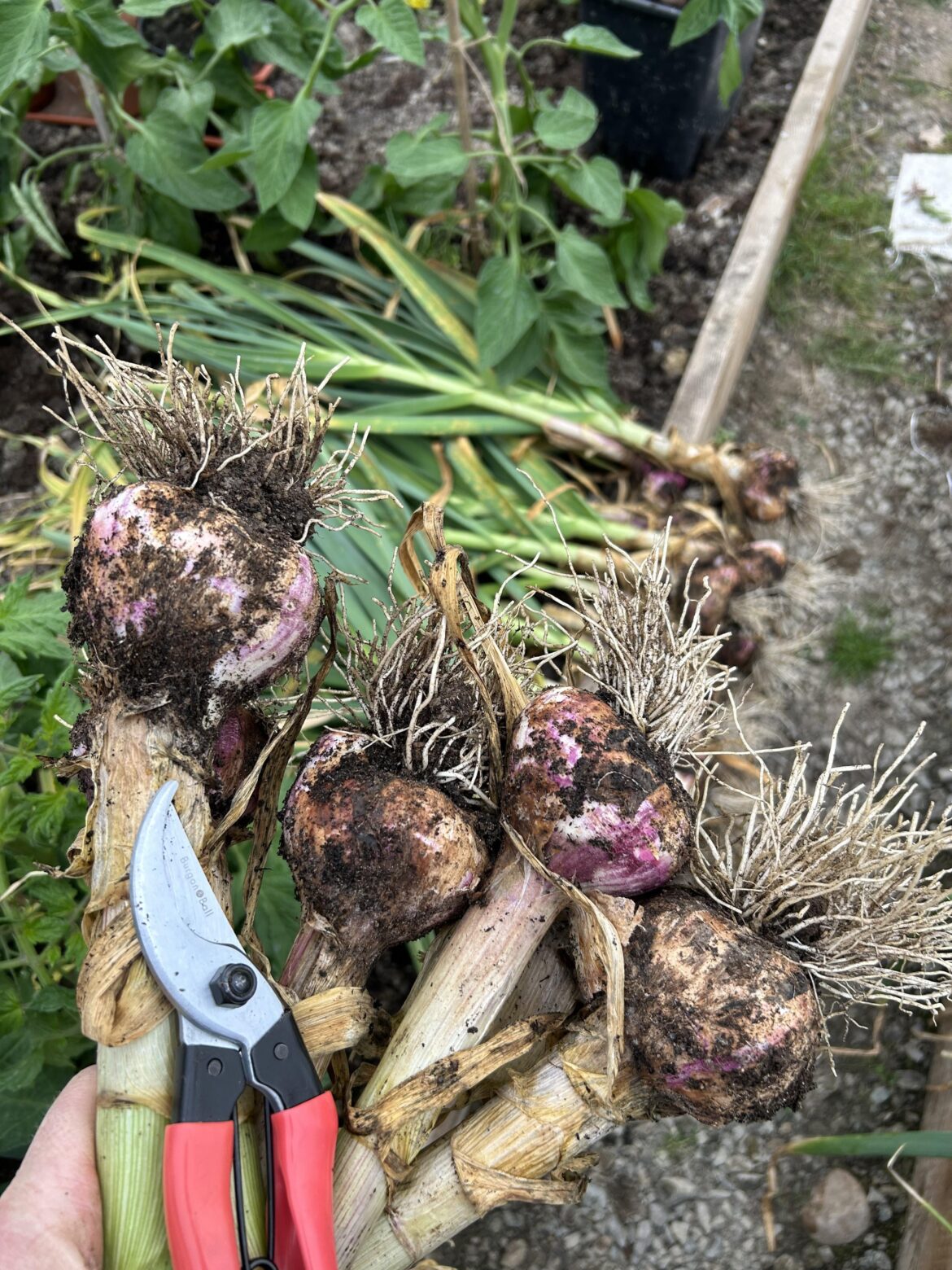 Just pulled up the garlic 🧄😎