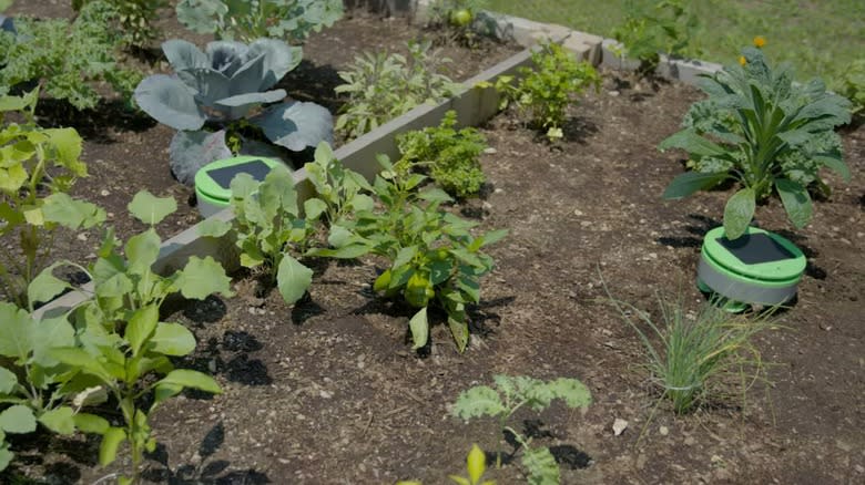 Tertill Weeding Robot in a garden