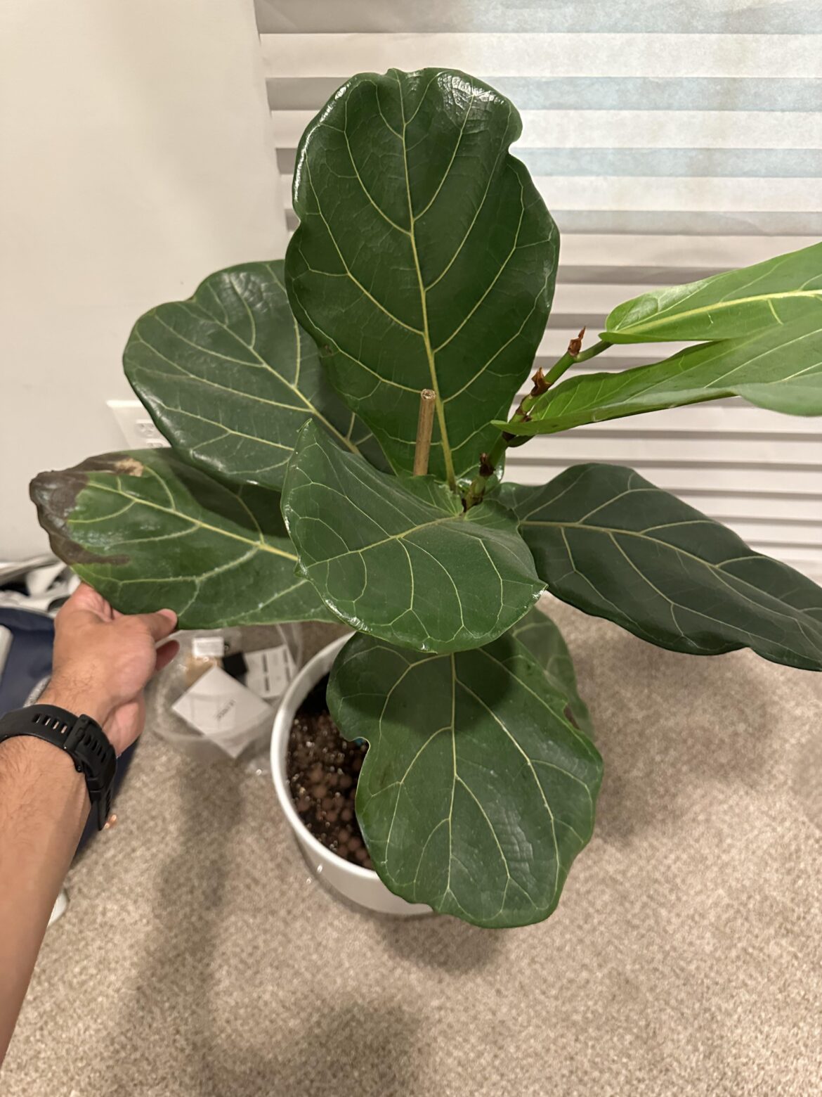 New owner help