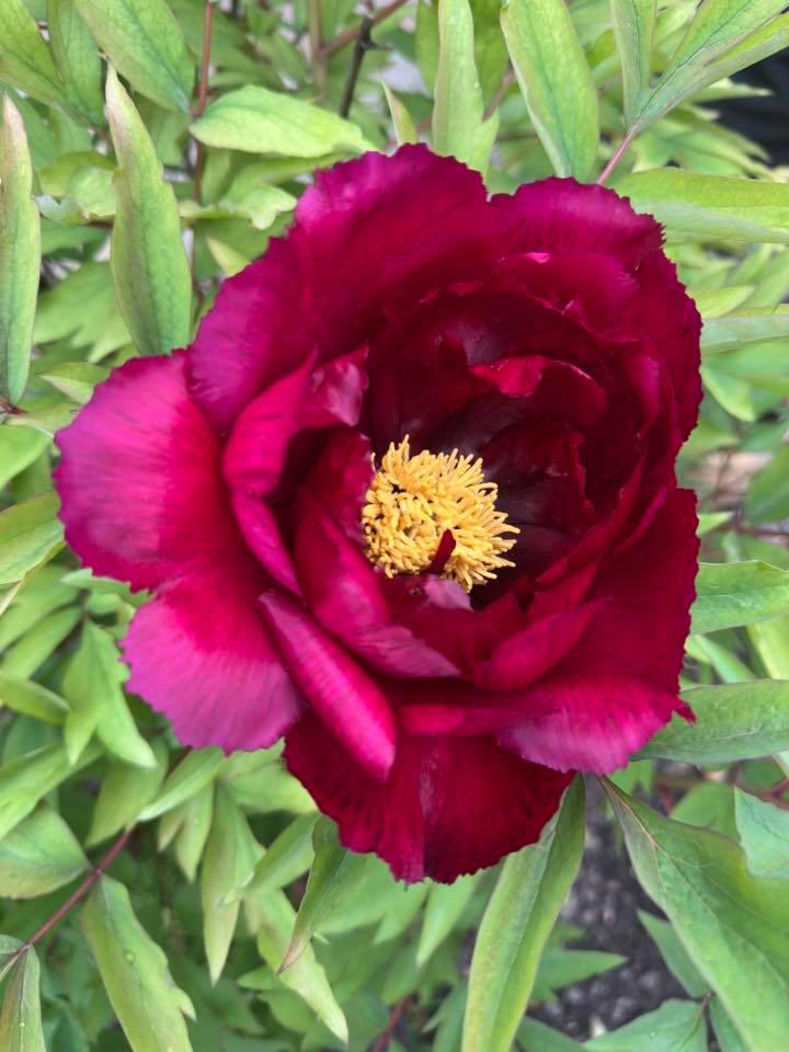 Perfect peony by Paul Macready