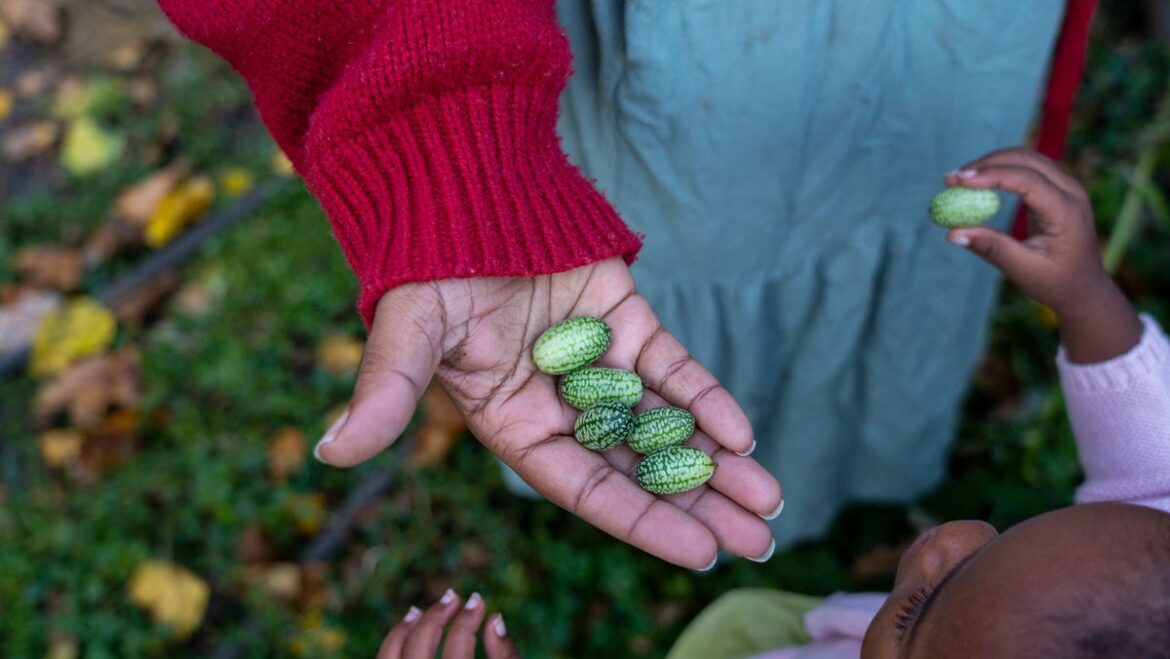 Growing cucamelon in the summer