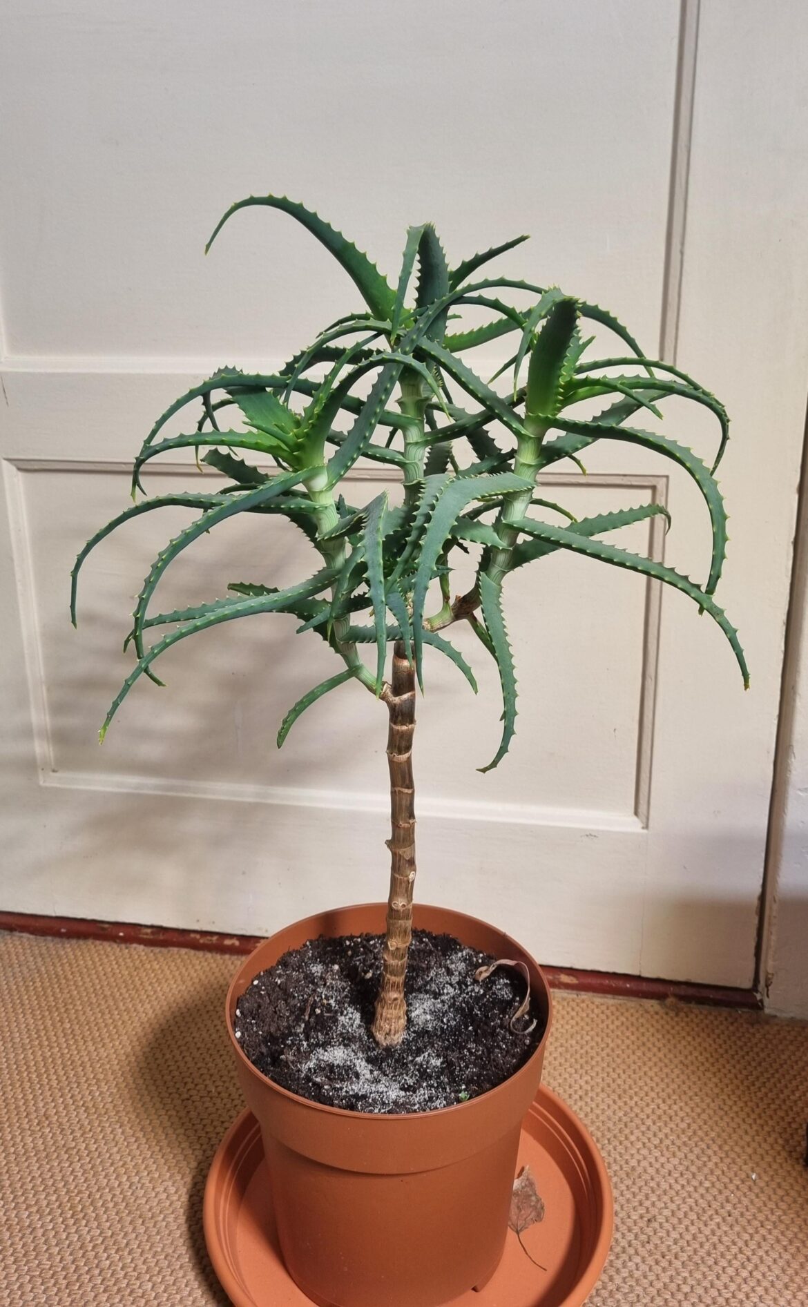 My aloe "bonsai"