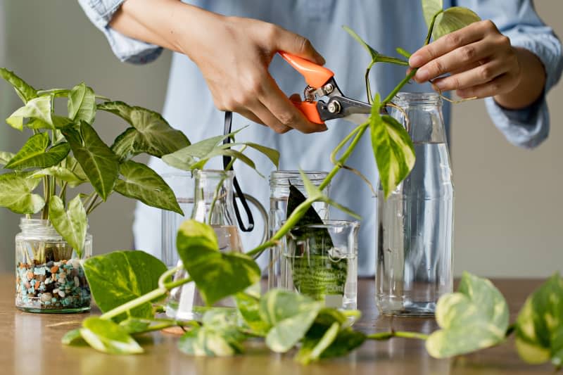 Woman cutting pathos plants for Water propagation. Water propagation for indoor plants.