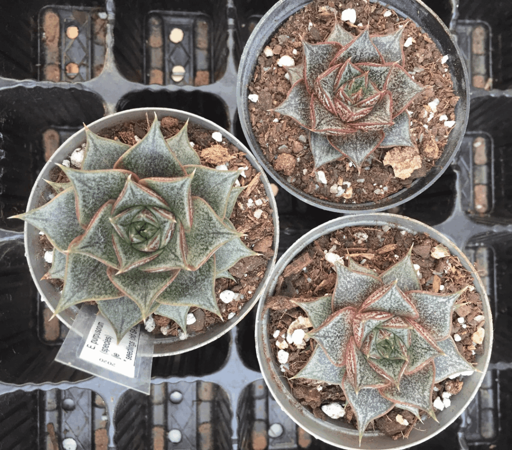 purpusorum purpusorum