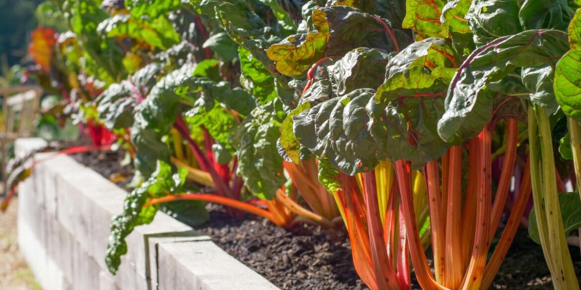 UK Gardeners Urged To Avoid ‘Deadly’ Rhubarb Mistake UK Gardeners Urged To Avoid 'Deadly' Rhubarb Mistake