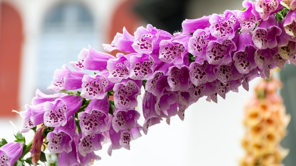 Botanical collection, colorful flowers of medicinal toxic plant Digitalis lanata or woolly foxglove or Grecian foxglove flowering plant in plantain family Plantaginaceae toxic in all parts of plants