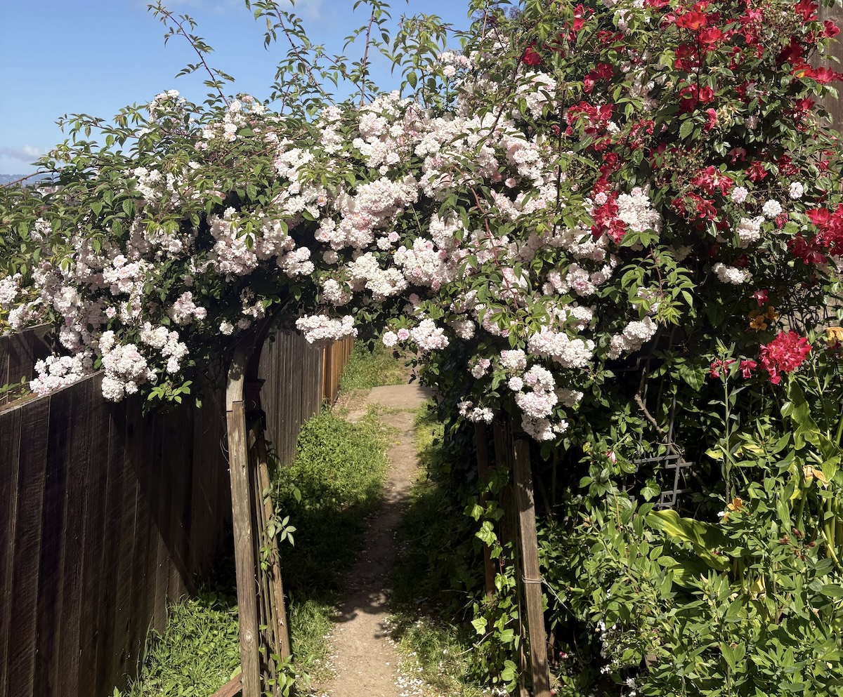 flowers on a trellis in a public garden