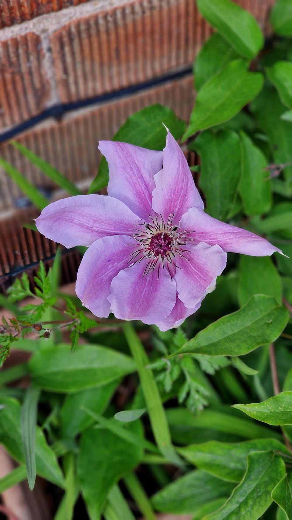 Pretty in purple by Cathie Leather