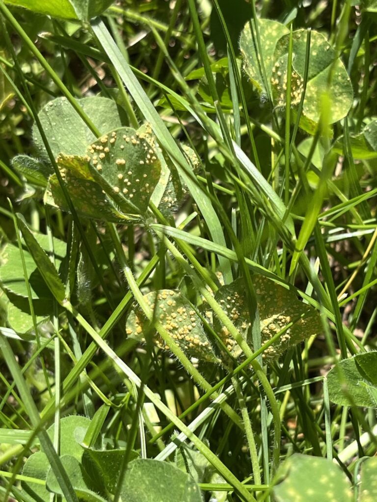 Is this a fungus or eggs on my clover?